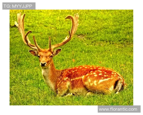 鹿u鹿角与卡的奇妙碰撞探讨它们在文化与艺术中的独特象征意义