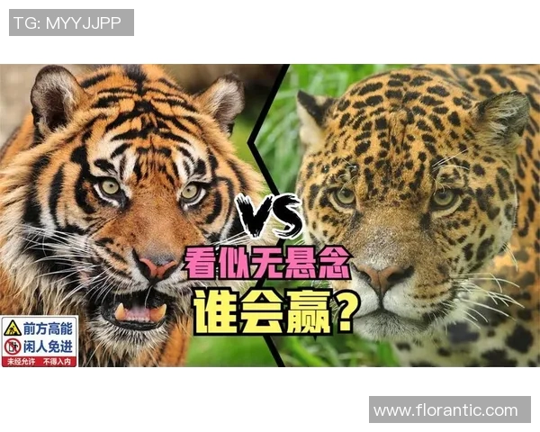 山狮与美洲豹的力量较量谁才是丛林之王的真正代表