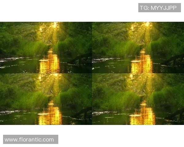 绿色森林与斯文登的生态对比与文化碰撞探讨