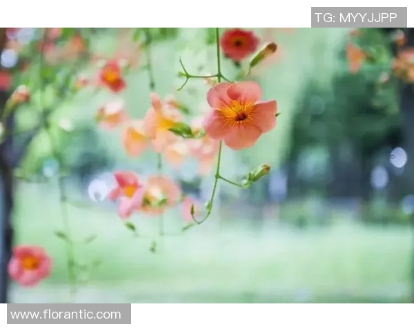 何思雨:在纷繁世界中寻找内心的宁静与自我价值的旅程 何思雨:在纷繁世界中寻找内心的宁静与自我价值的旅程